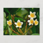 Yellow Frangipani Briefkaart (Voorkant)