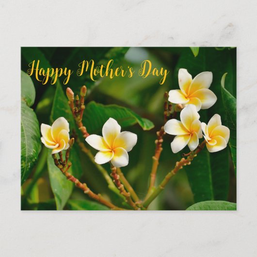 Yellow Frangipani Briefkaart (Voorkant)