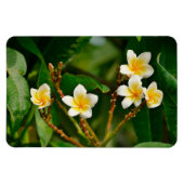 Yellow Frangipani Magneet (Horizontaal)