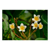 Yellow Frangipani Perfect Poster (Voorkant)