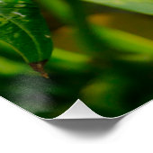 Yellow Frangipani Perfect Poster (Hoek)