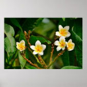 Yellow Frangipani Poster (Voorkant)