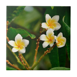 Yellow Frangipani Tegeltje