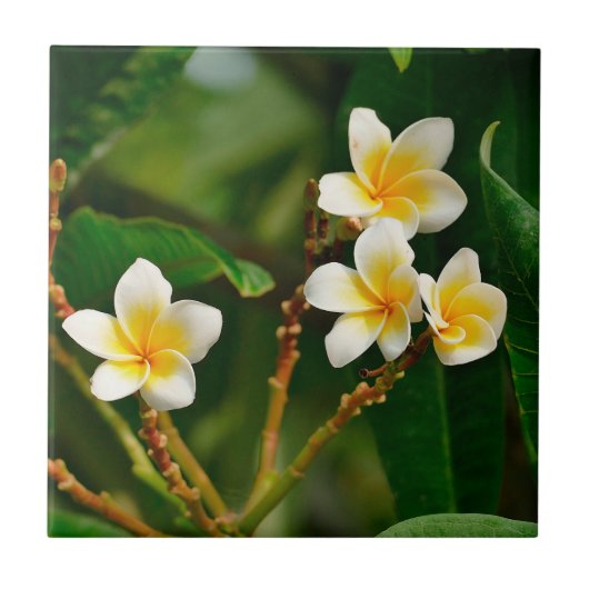 Yellow Frangipani Tegeltje (Voorkant)