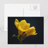 Yellow Freesia Blossom Briefkaart (Voorkant / Achterkant)