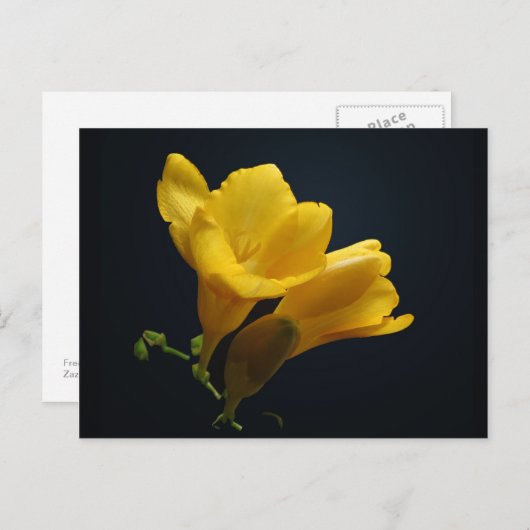Yellow Freesia Blossom Briefkaart (Voorkant / Achterkant)