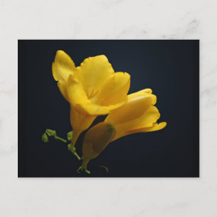 Yellow Freesia Blossom Briefkaart