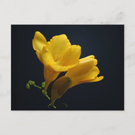Yellow Freesia Blossom Briefkaart (Voorkant)