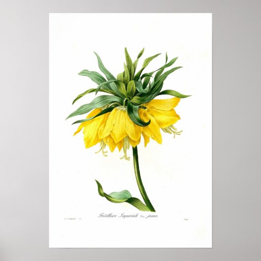 Yellow Fritillary Poster (Voorkant)