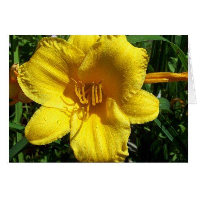 Yellow Garden Lily (Voorkant Horizontaal)