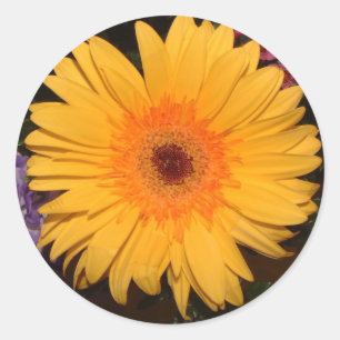 Yellow Gerber Daisy Ronde Sticker