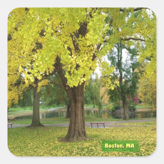 Yellow Gingko Tree Vierkante Sticker (Voorkant)