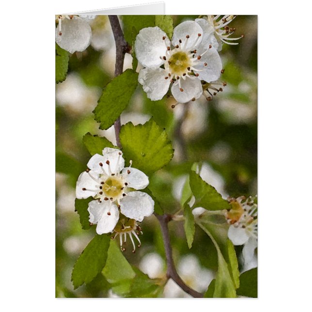 Yellow Haw (Voorkant)