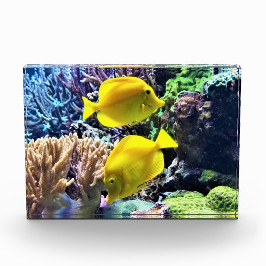 Yellow Hawaiian Tang Fish Fotoblokken (Voorkant)