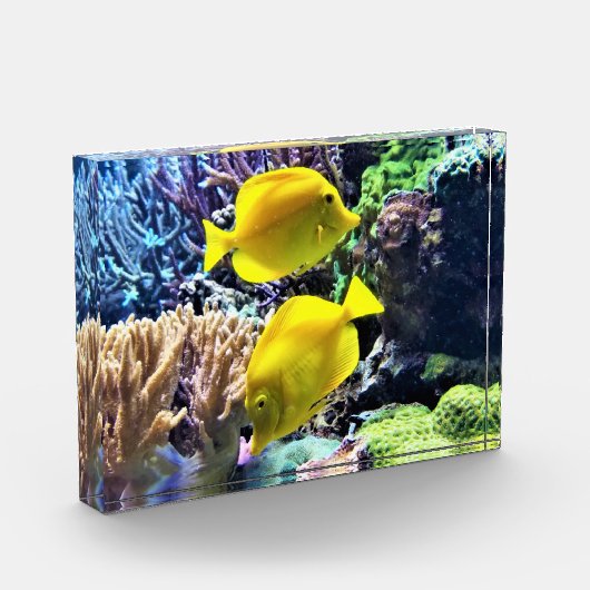 Yellow Hawaiian Tang Fish Fotoblokken (Links)