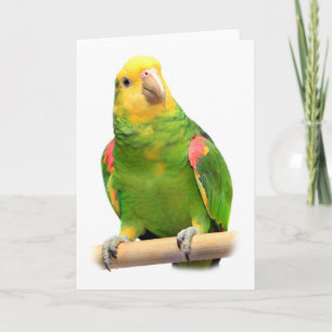 Yellow-headed amazon kaart