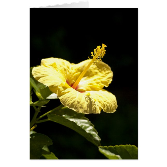 Yellow Hibiscus (Voorkant)