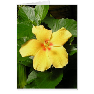 Yellow Hibiscus