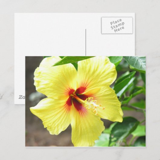 Yellow Hibiscus Briefkaart (Voorkant / Achterkant)