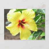 Yellow Hibiscus Briefkaart (Voorkant)