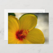 Yellow Hibiscus Briefkaart (Voorkant / Achterkant)