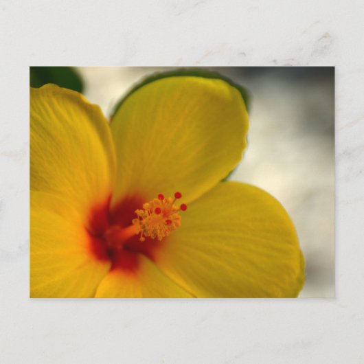 Yellow Hibiscus Briefkaart (Voorkant)