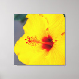 Yellow Hibiscus Canvas Afdruk