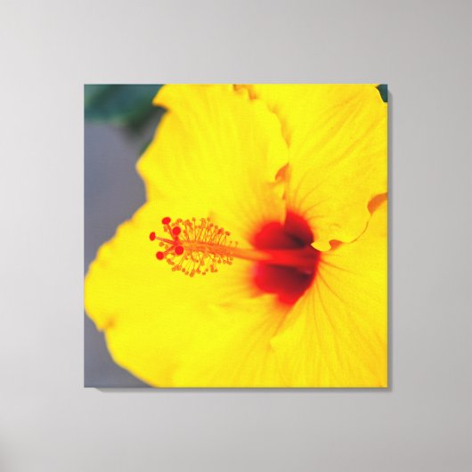 Yellow Hibiscus Canvas Afdruk (Voorkant)