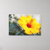 Yellow Hibiscus Canvas Afdruk (Voorkant)