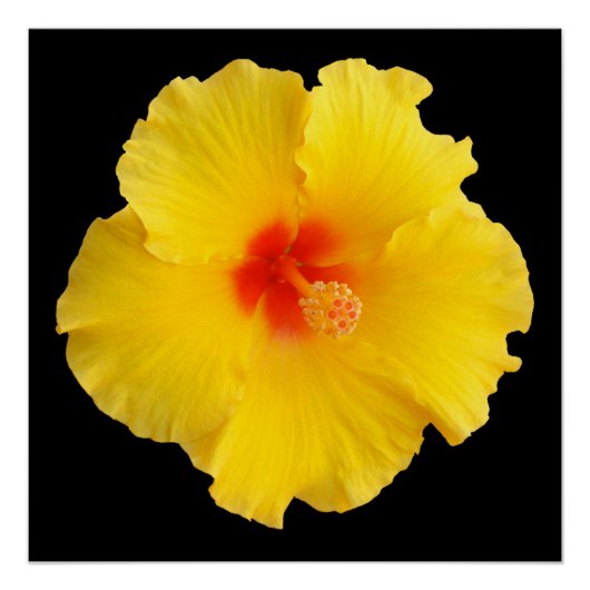 Yellow Hibiscus Flower foto Perfect Poster (Voorkant)