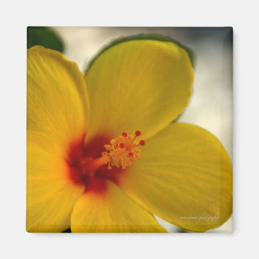 Yellow Hibiscus Magneet (Voorkant)