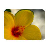 Yellow Hibiscus Magneet (Horizontaal)