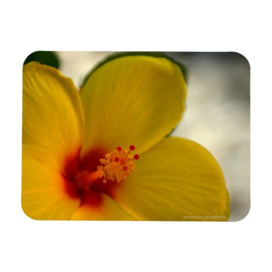 Yellow Hibiscus Magneet (Horizontaal)