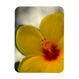 Yellow Hibiscus Magneet