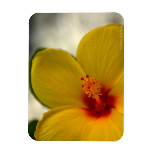Yellow Hibiscus Magneet (Verticaal)
