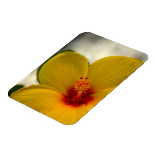 Yellow Hibiscus Magneet (Linkerzijde)