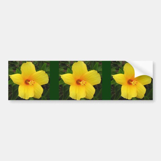 Yellow Hibiscus Photo Art Bumpersticker (Voorkant)