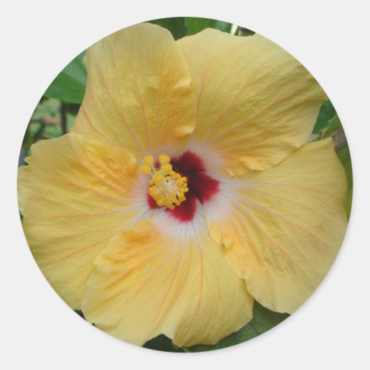 Yellow Hibiscus Ronde Sticker (Voorkant)