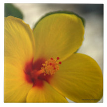 Yellow Hibiscus
