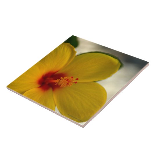Yellow Hibiscus Tegeltje (Zijkant)