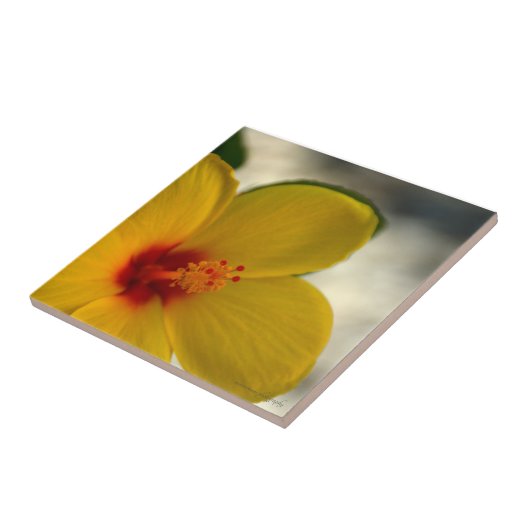 Yellow Hibiscus Tegeltje (Zijkant)
