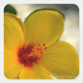 Yellow Hibiscus Vierkante Sticker