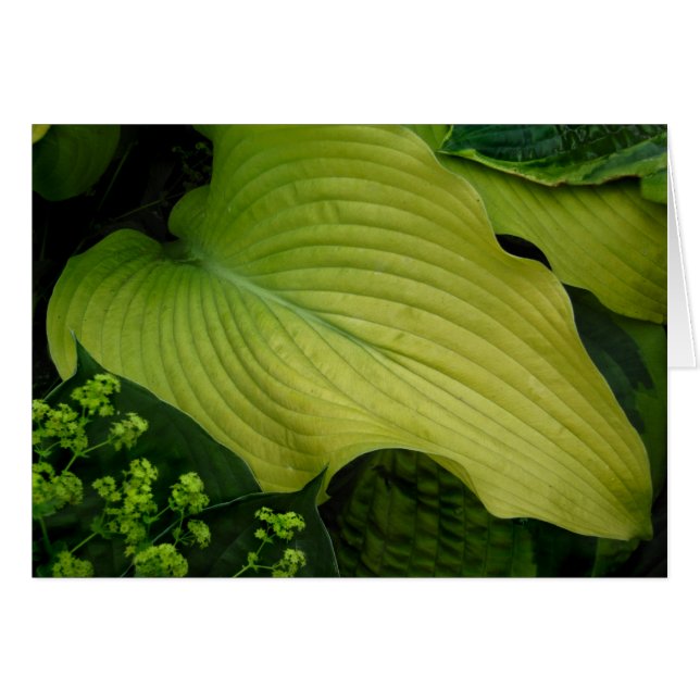Yellow Hosta (Voorkant Horizontaal)