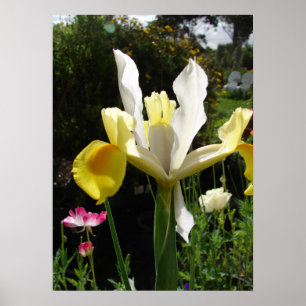 Yellow Iris Irissen Bloementuin Poster