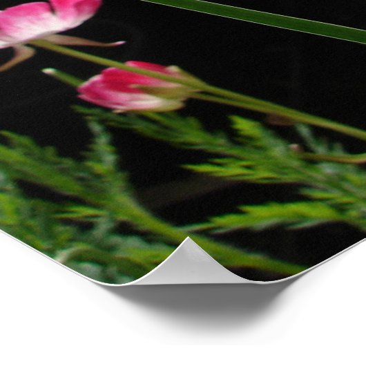 Yellow Iris Irissen Bloementuin Poster (Hoek)