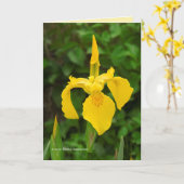 Yellow Irises Kaart (Gele Bloem)