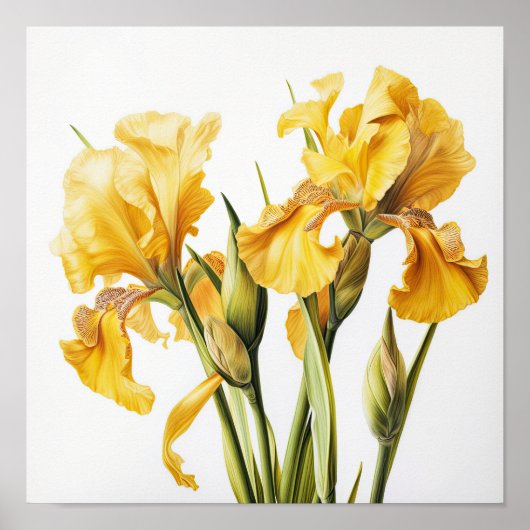 Yellow Iriss Flower Art Print Poster (Voorkant)