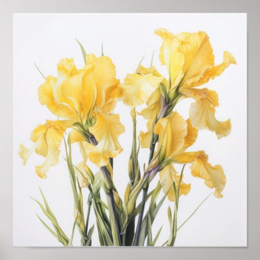 Yellow Iriss Flower Art Print Poster (Voorkant)