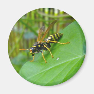 Yellow Jacket Magnet
