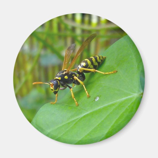 Yellow Jacket Magnet (Voorkant)